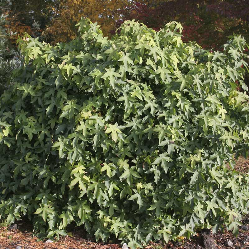 Virginsk ambratræ (Liquidambar styraciflua 'Gum Ball') Flere Varianter