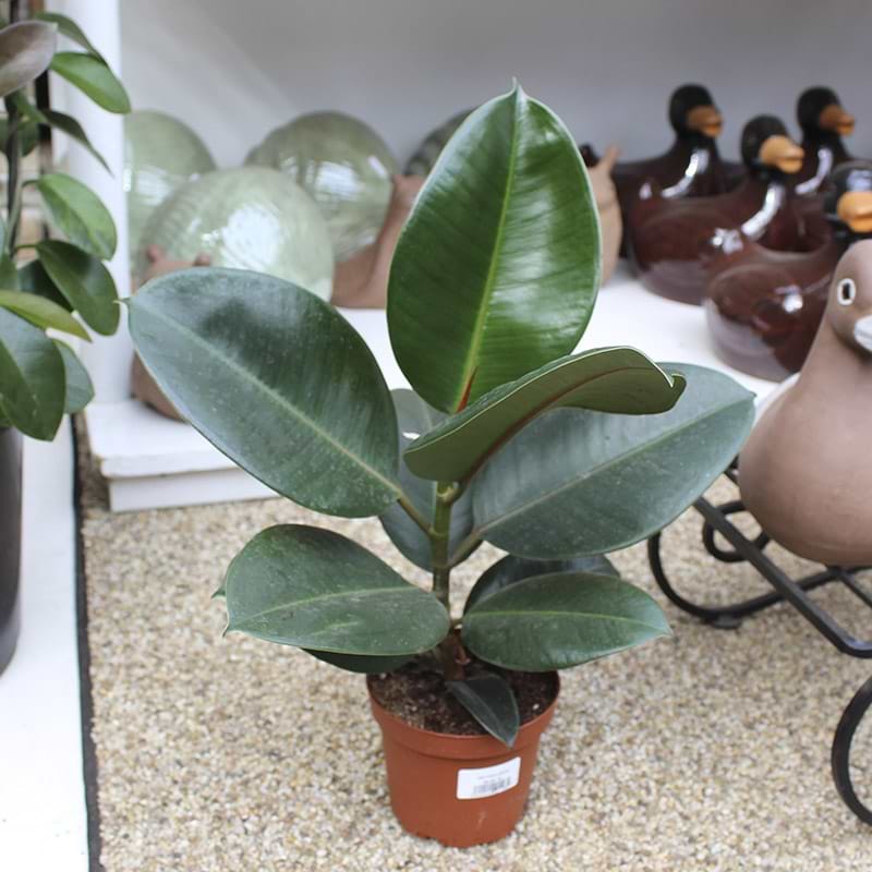 Gummiplante 'Robusta'