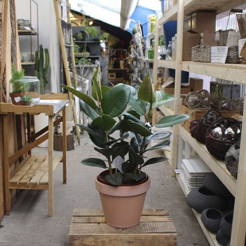 Flot gummiplante