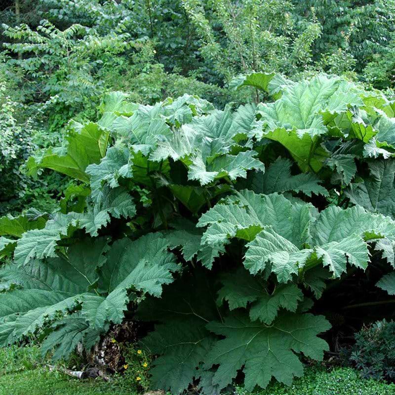 Mammutblad Gunnera manicata