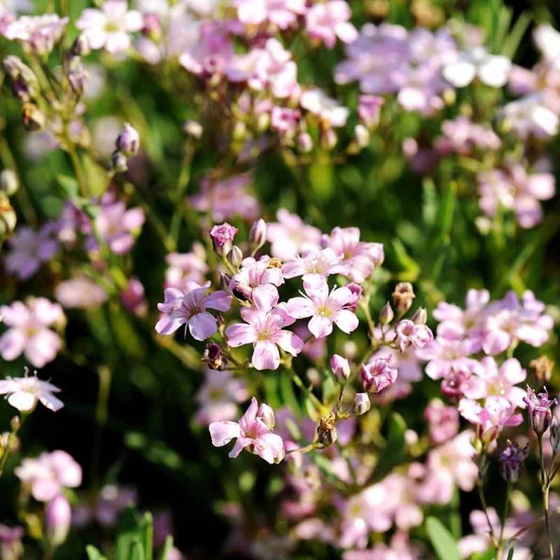 Stenhøjsbrudeslør Rosea blomst