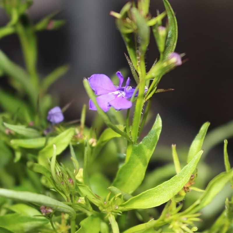 Hængelobelia blomst