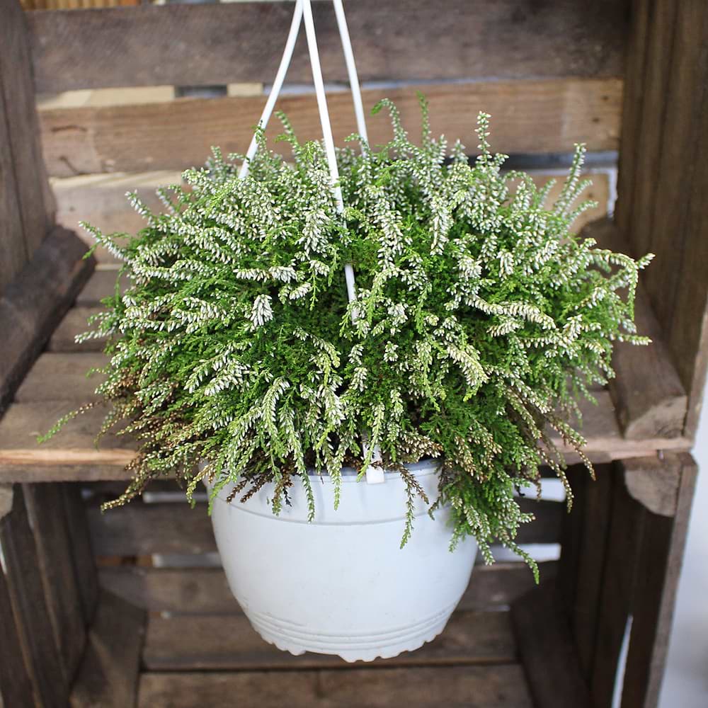 Hængelyng i ampel (Calluna vulgaris 'Rasta Girls') Hvid
