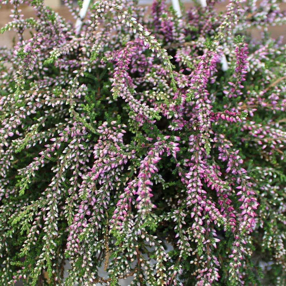 Hængelyng i ampel (Calluna vulgaris 'Rasta Girls') Rosa
