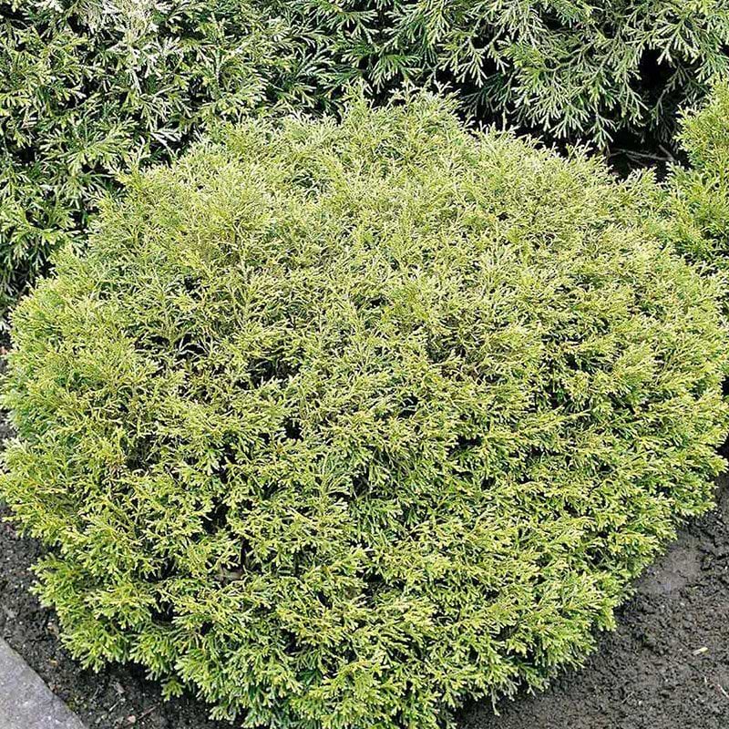 Thujopsis dolobrata Nana