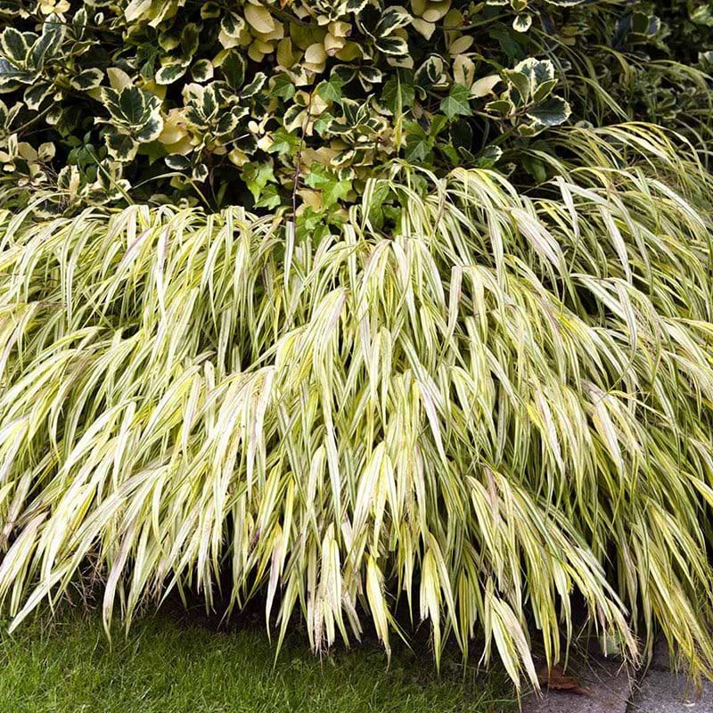 Japansk Skovgræs (Hakonechloa macra 'Aureola') - Flere varianter