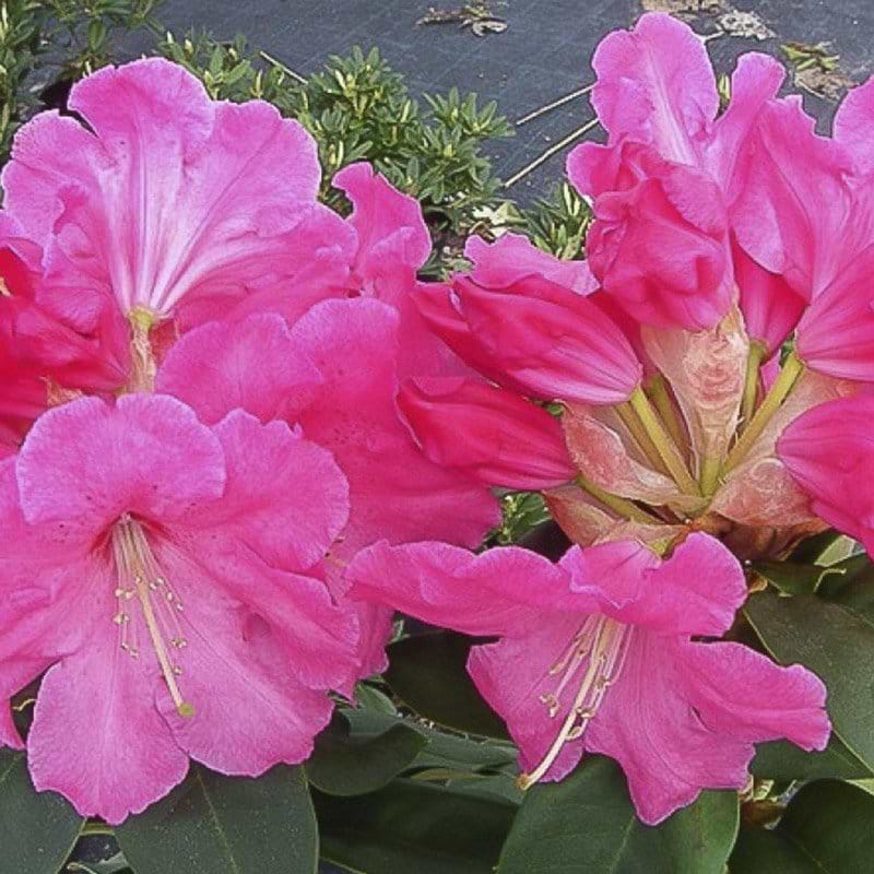 pink rhododendron