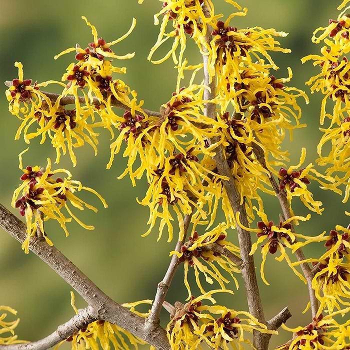 TROLDNØD (HAMAMELIS INTERMEDIA 'ARNOLD PROMISE') - Blomster