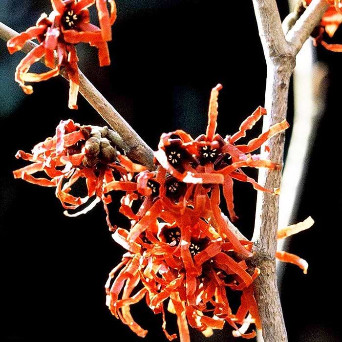 Troldnød Røde blomster