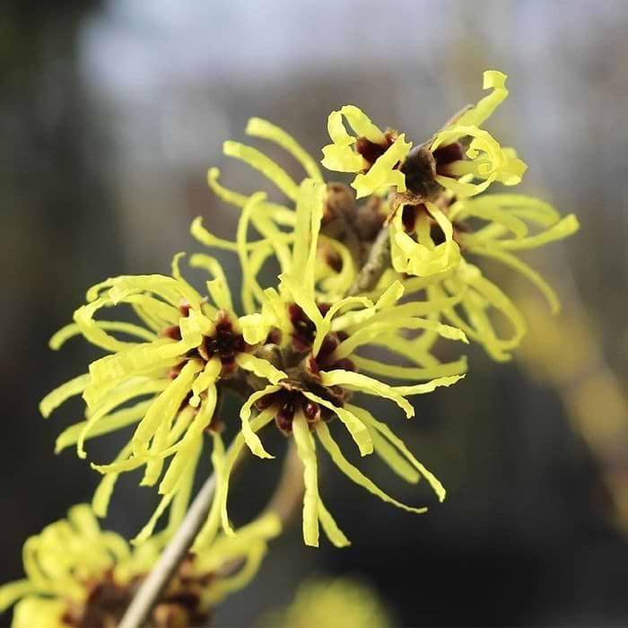 Troldnød (Hamamelis intermedia 'Primavera') 