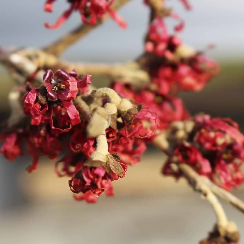 Hamamelis 