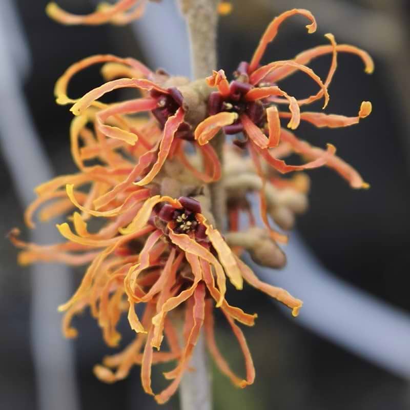 Troldnød (Hamamelis intermedia 'Orange Beauty') flere varianter 