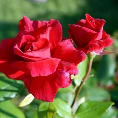 Rose Hanne