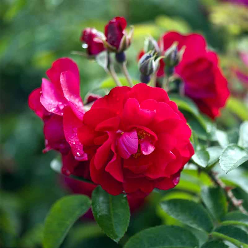 rosa hansaland
