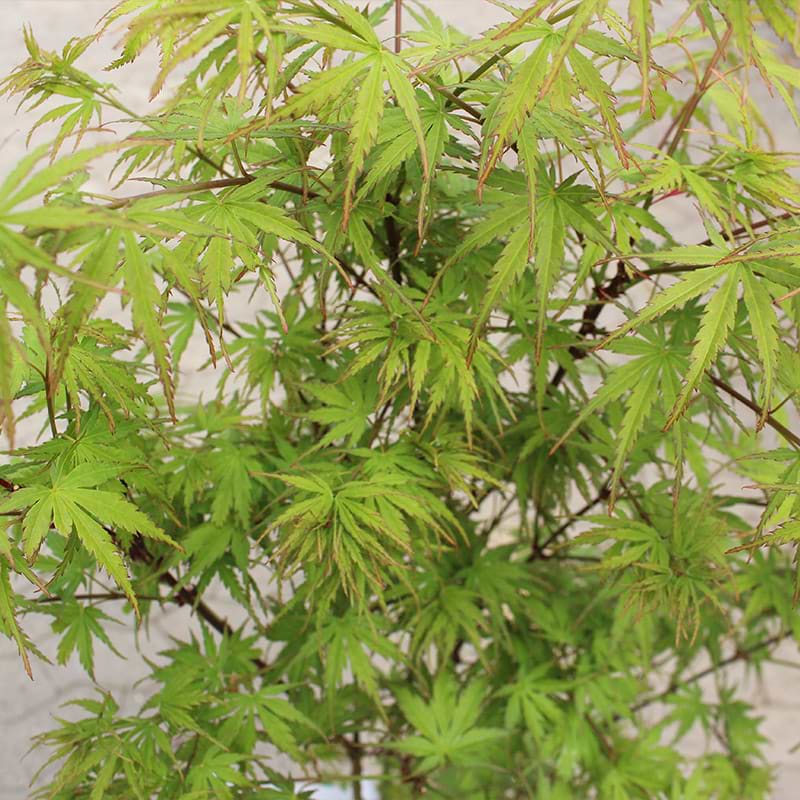 Acer palmatum 'Harusame' 1 