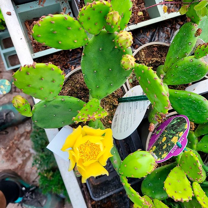 kaktus pdf Pincushion Cactus