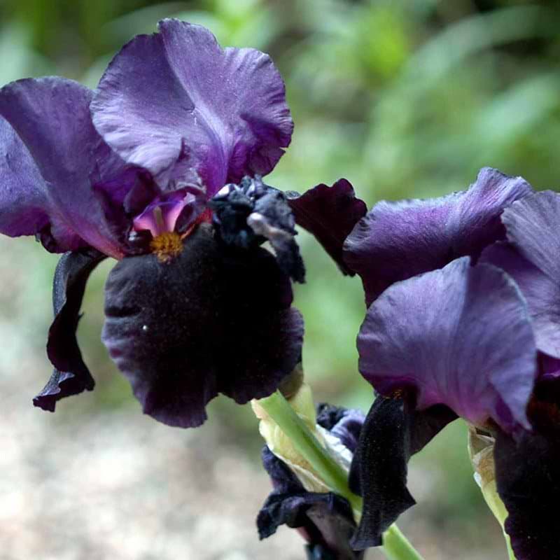 Iris germanica 