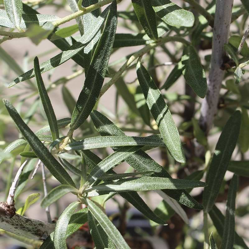 Havtorn Frugana