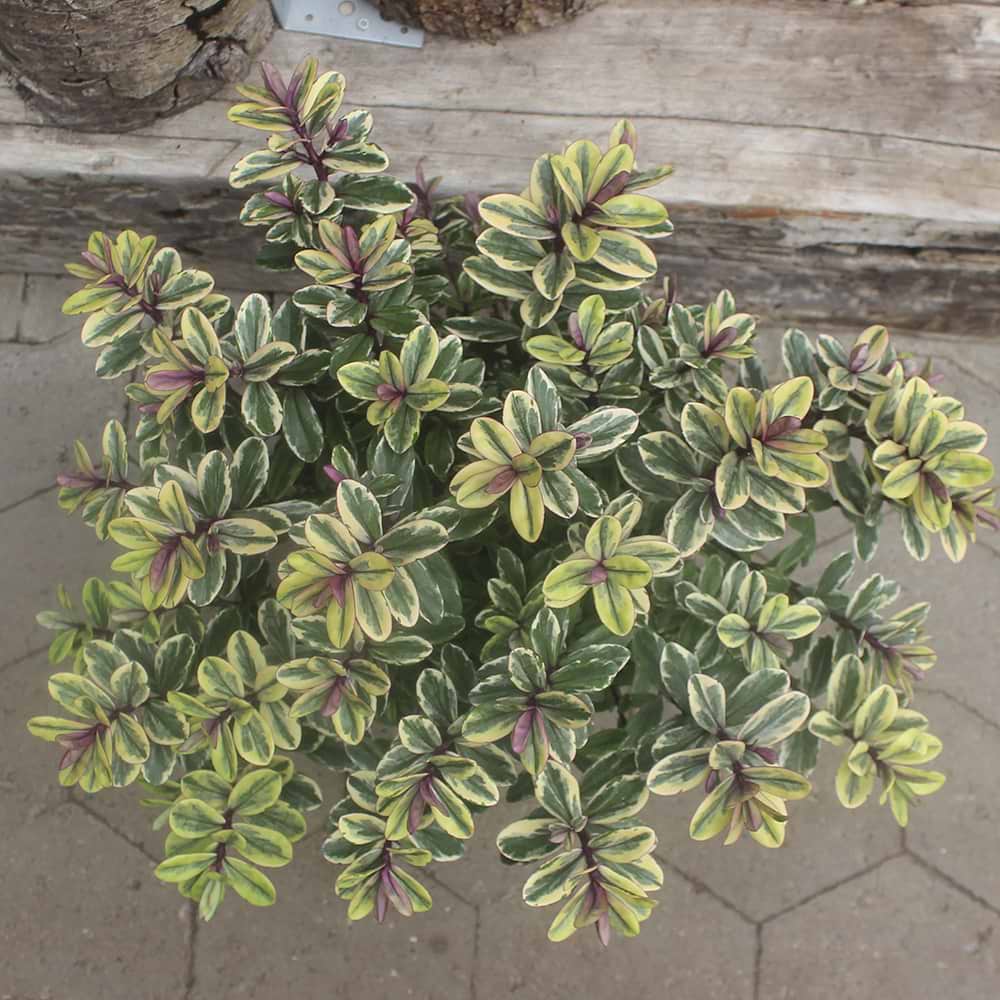 Hebe hybrid