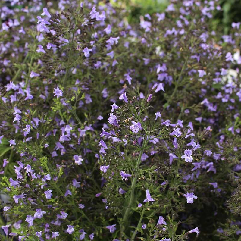 Hedemynte blomster