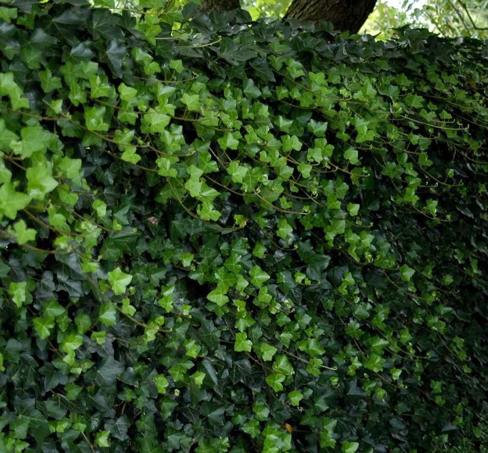 Irsk vedbend / Efeu (Hedera hibernica) 180-225 cm