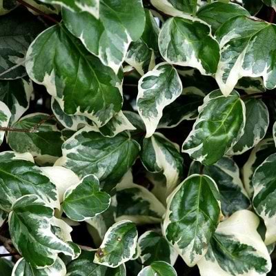 Hedera alegeriensis ´Gloire de Marengo´ 