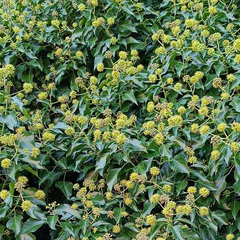 Hedera helix Arborescens