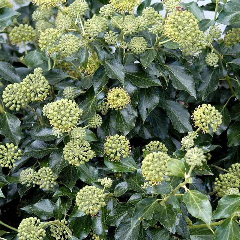 Hedera helix Arborescens blomst