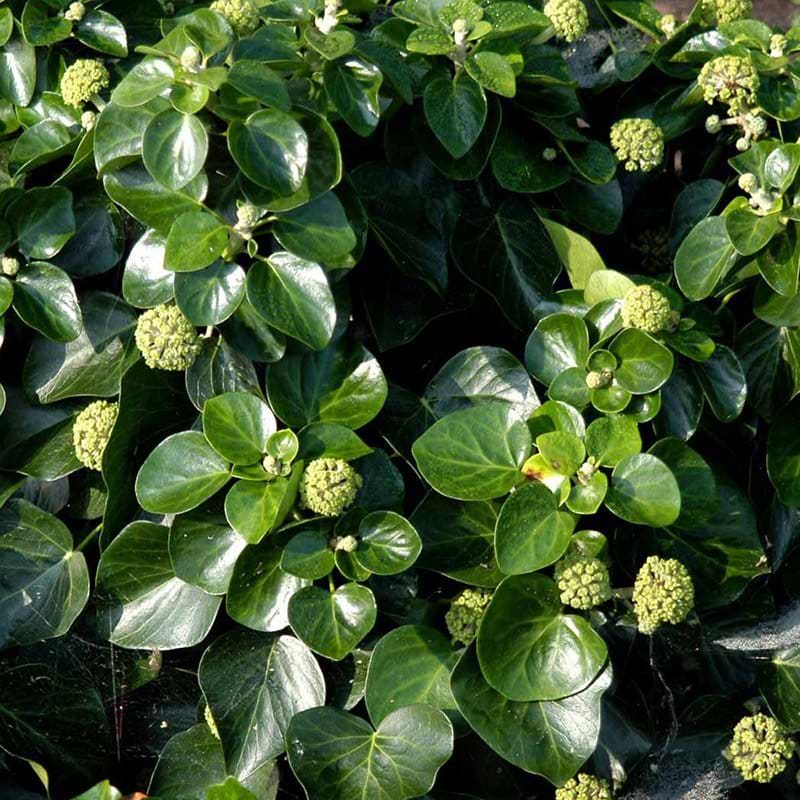 Hedera helix Arbori Compact