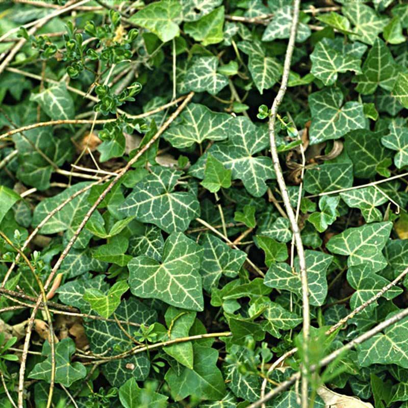 Efoy Plante