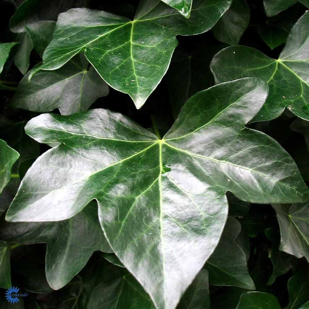 Hedera hibernica 'Hestor'