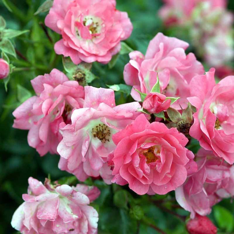 Bunddækkende rose Heidetraum
