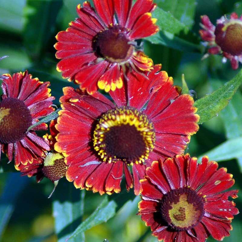 Solbrud blomst helena red shades
