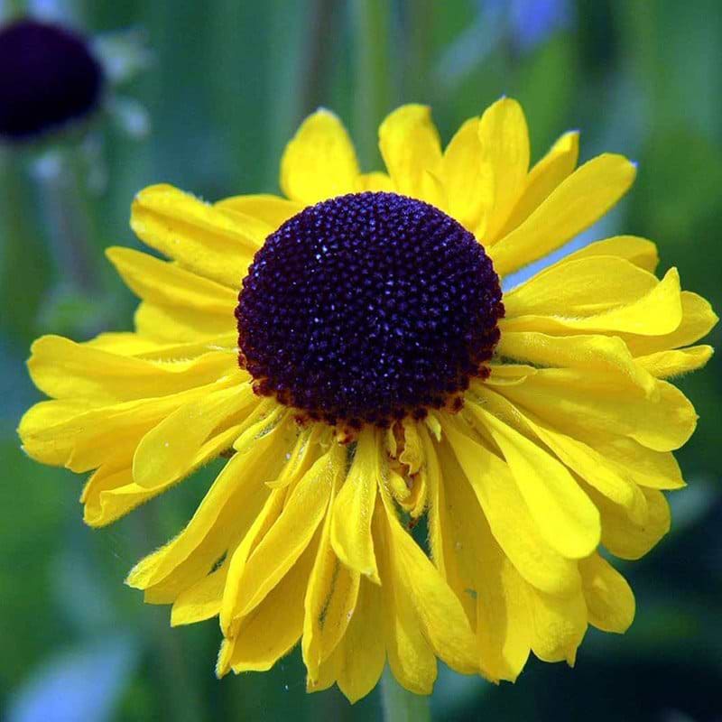 Solbrud Helenium bigelovii The Bishop