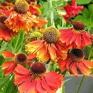 Solbrud (Helenium hybrid 'Moerheim Beauty')