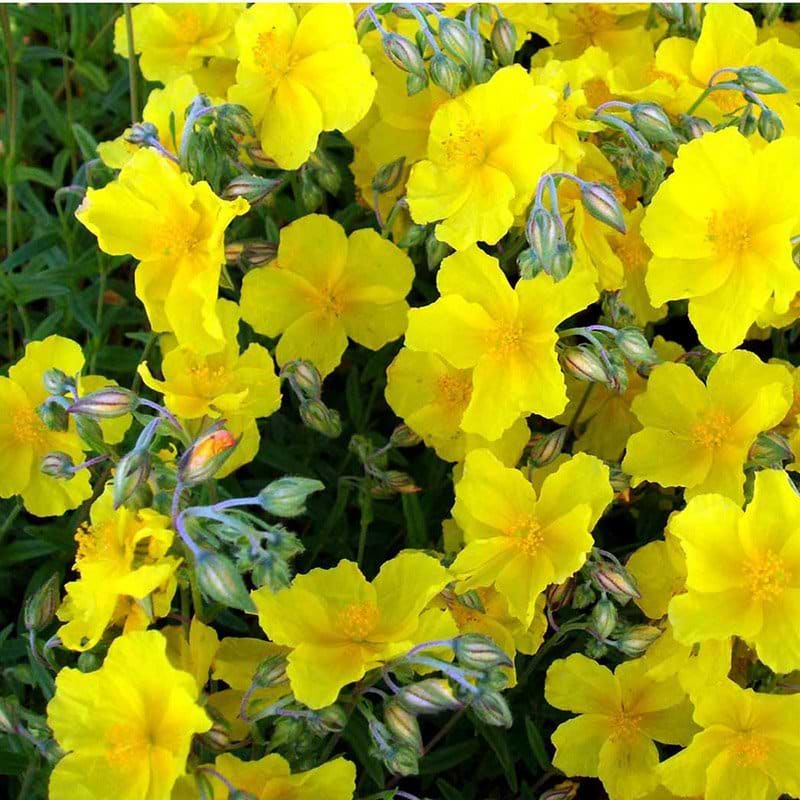 Helianthemum hybrid Golden Queen