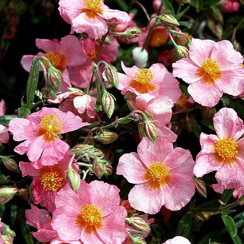 Helianthemum hybrid Lawrenson´s Pink