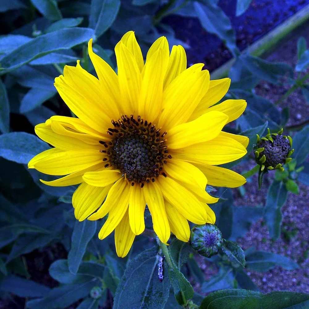 Helianthus Rigidus Miss Mellish