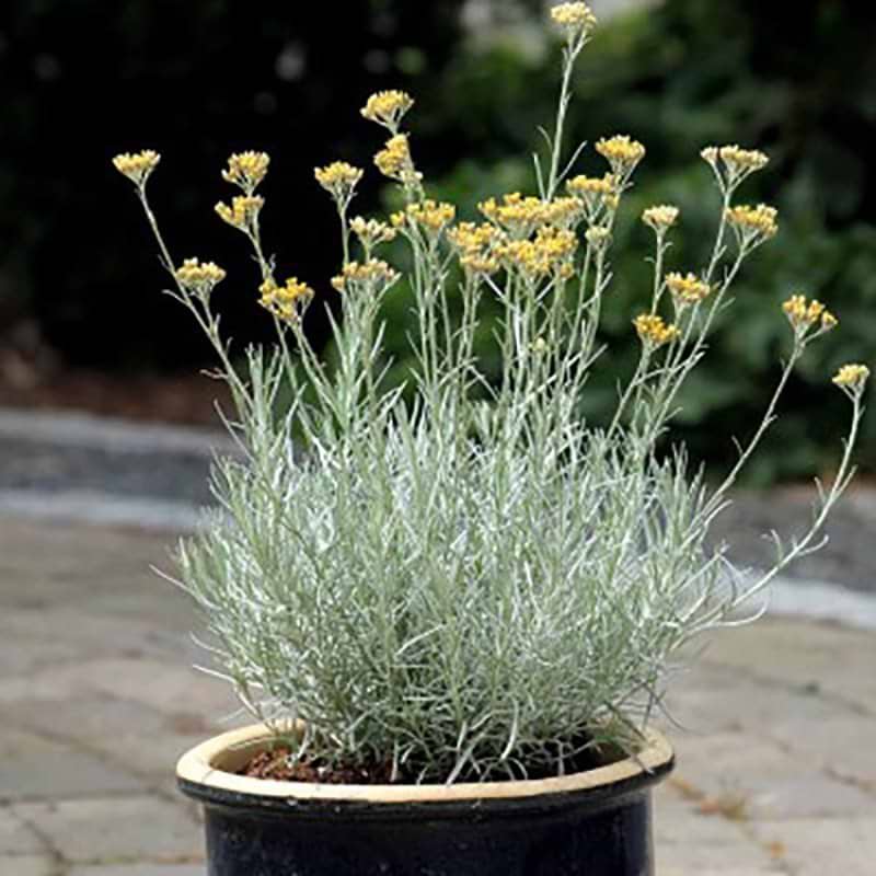Helichrysum italicum