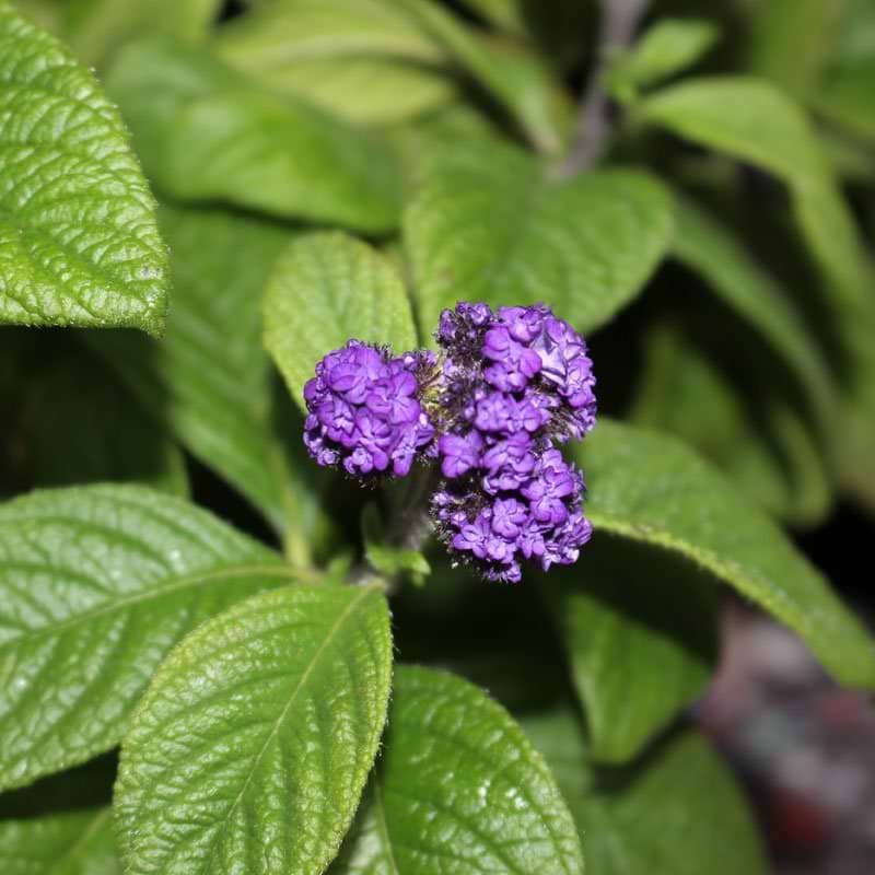 Heliotrop (HELIOTROPIUM ARBORESCENS)