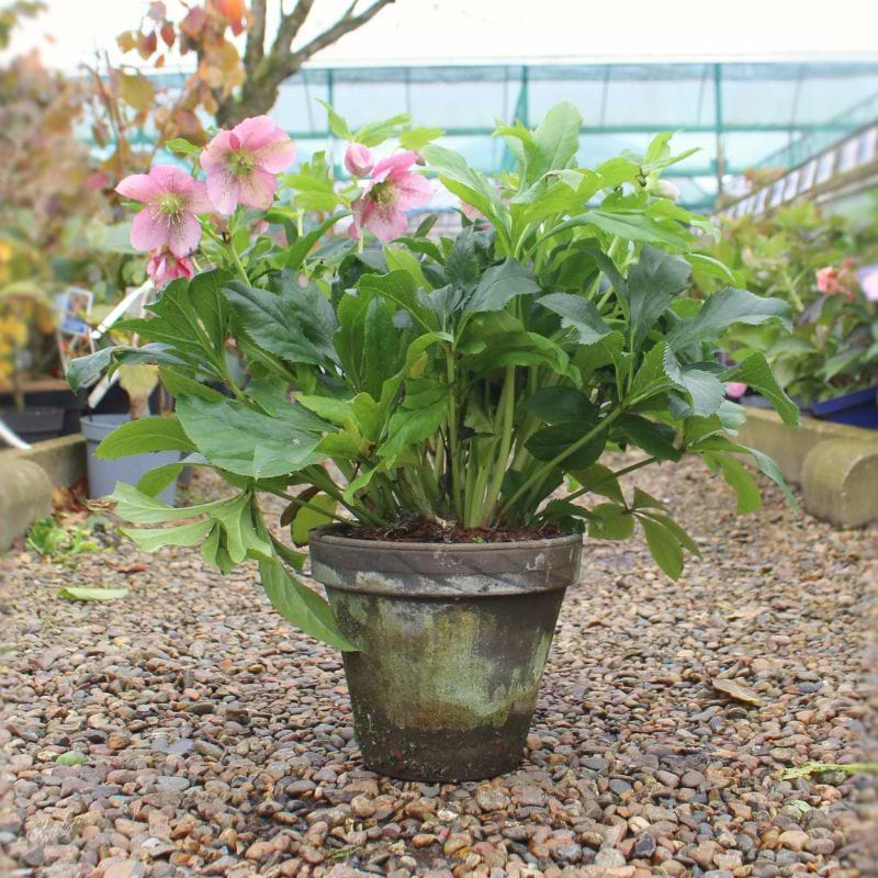 Helleborus i lerkrukke