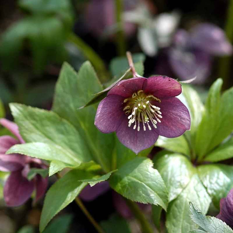 Helleborus atrorubens
