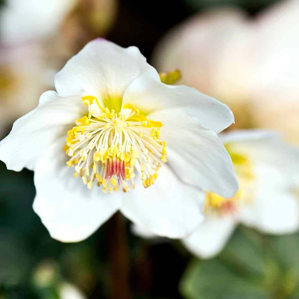 Helleborus niger 'Christmas Carol'