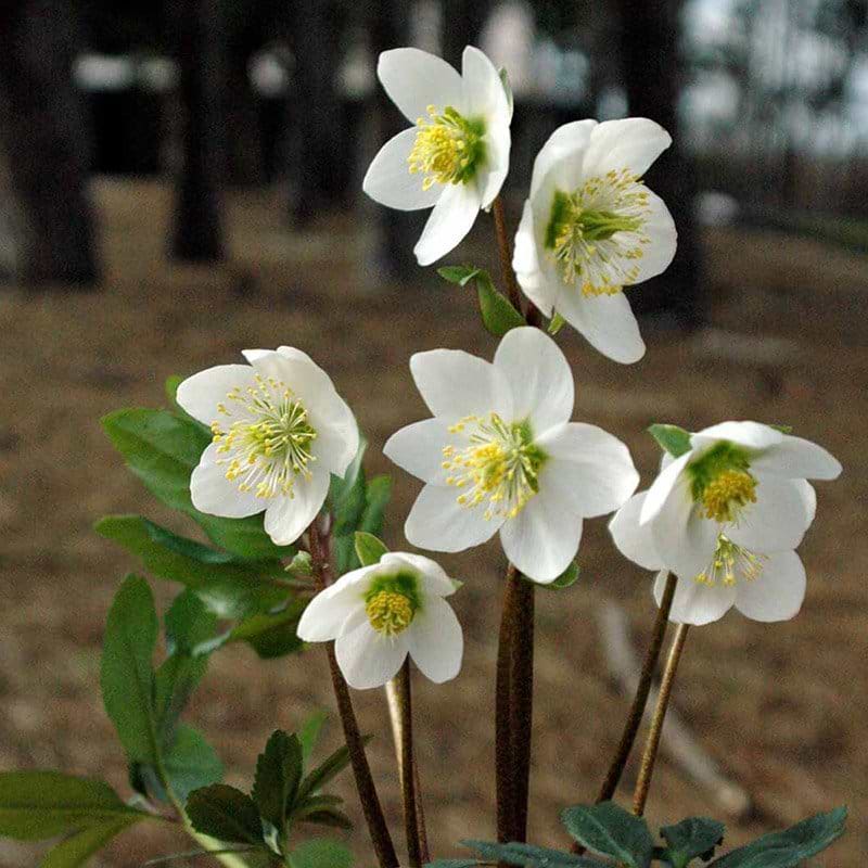 julerose