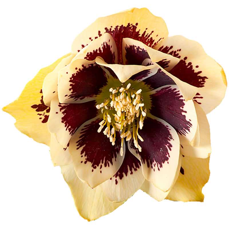 Påskeklokke (Helleborus orientalis 'Danique')