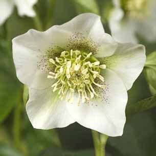 julerose pretty ellen white
