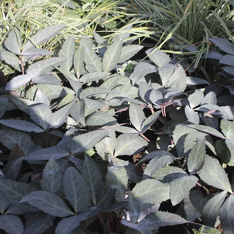 Helleborus silver star