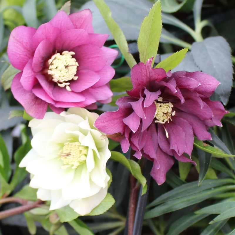 Helleborus 'Double Queen
