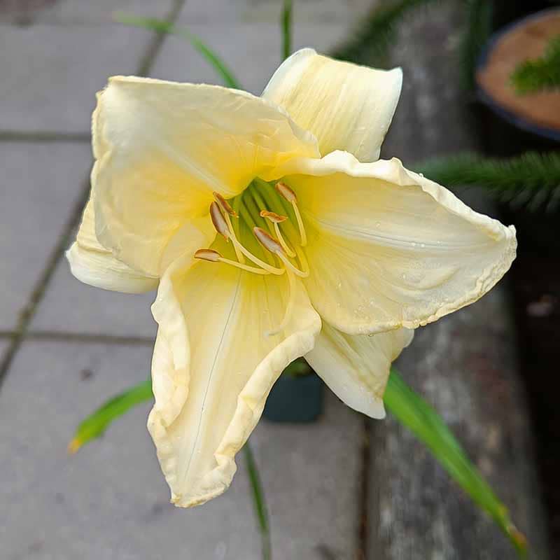 Hemerocallis daglilje lys gul 