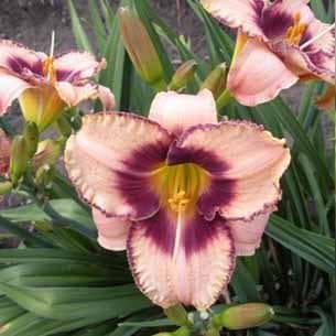 Hemerocallis Daring Deception
